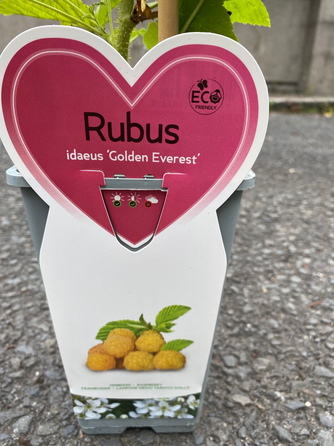RASPBERRY GOLDEN EVEREST