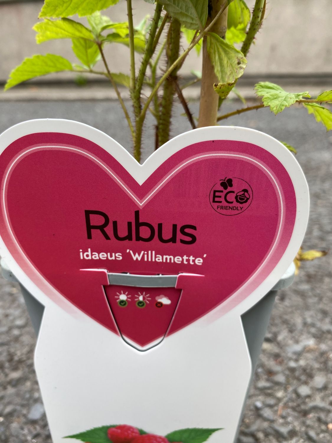 RASPBERRY WILLAMETTE