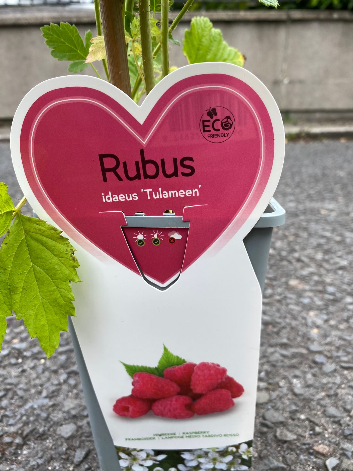 RASPBERRY TULAMEEN