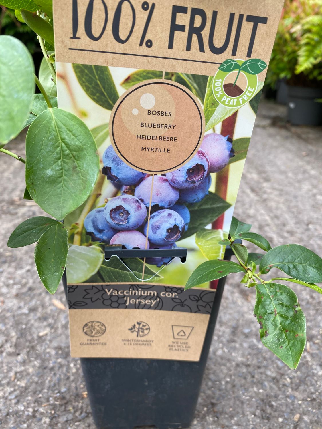 BLUEBERRY JERSEY