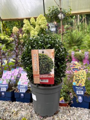 Euonymus Green Spire - Ball Shape