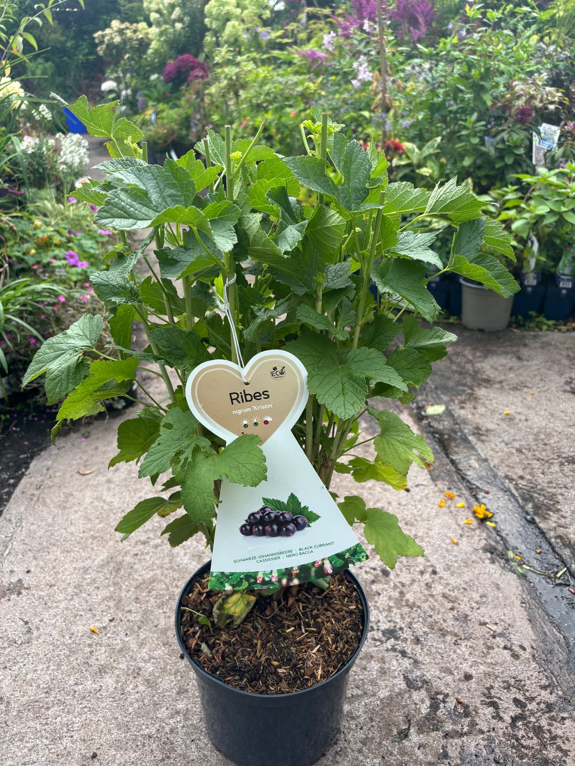 Blackcurrant Kristen heavy crops of tasty shiny fruit . Good in pots or beds Pot grown strong plants