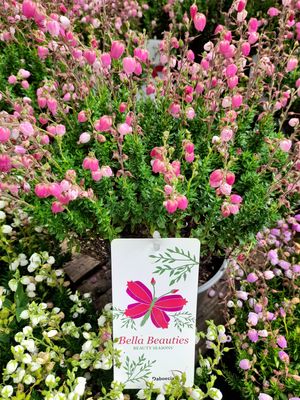 Connemara Bell Heather Pink.   flowers for months with deep pink bell like flowers in summer . Loved by bees and pollinators EXTRA STRONG AND BUSHY