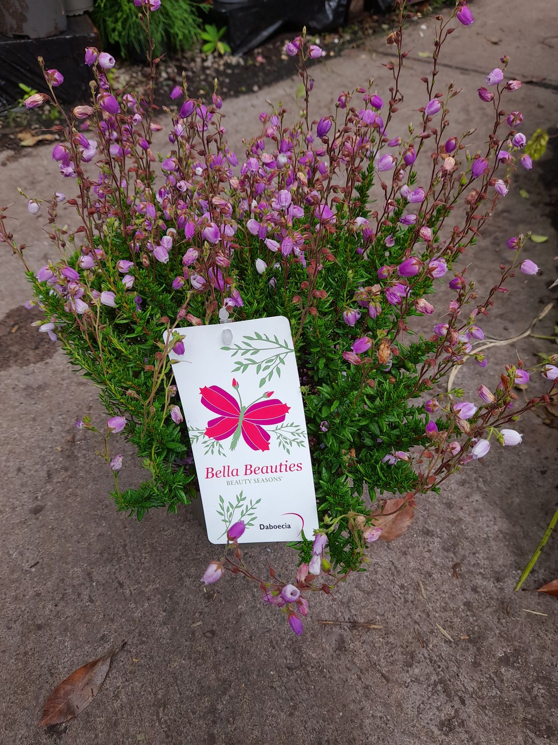 Connemara Bell Heather Purple... flowers for months with deep pink bell like flowers in summer . Loved by bees and pollinators EXTRA STRONG AND BUSHY
