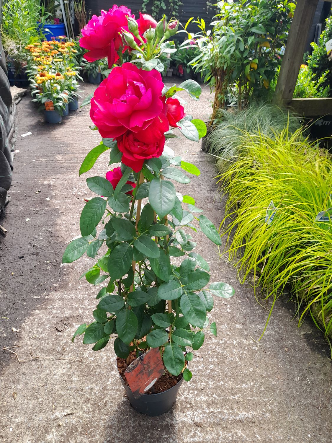 Rose Renaissance &#39;Isabel&#39;.. Flowers from June-October.