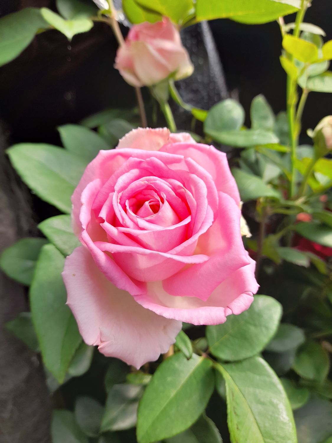 Rose Renaissance &#39;Rosa Kolner Flora&#39;.. Flowers from June-October.