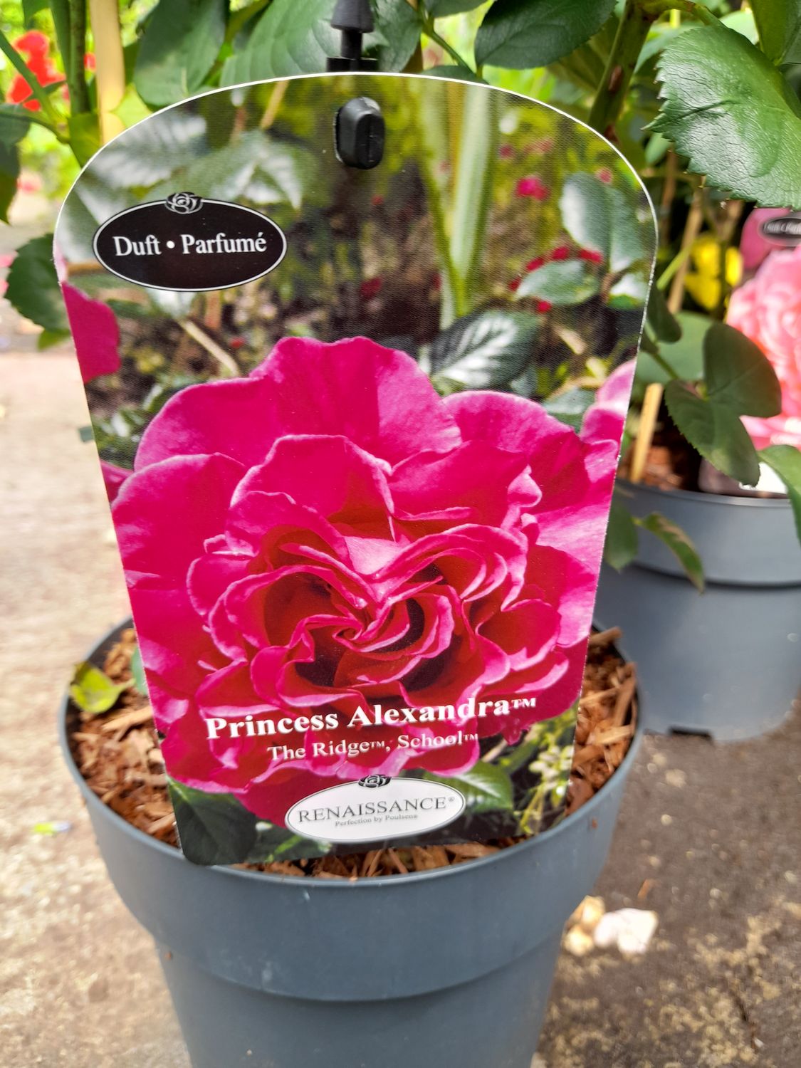 Rose Renaissance &#39;Princess Alexandra&#39;.. Flowers from June-October.