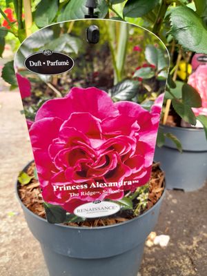 Rose Renaissance Ridge School &#39;Princess Alexandra&#39;.. Flowers from June-October.