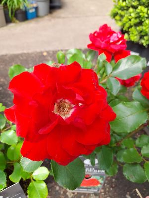 ROSE WANDERER