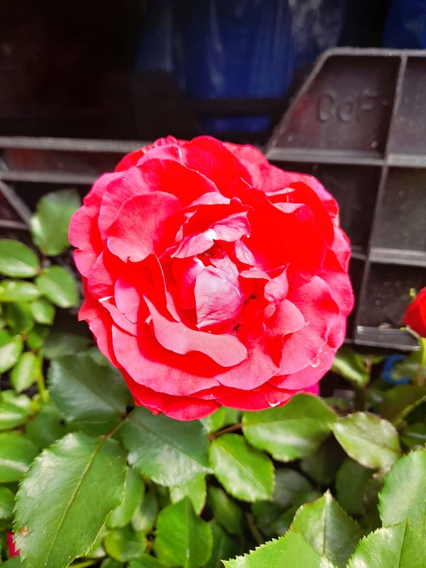 ROSE NINA WEIBULL