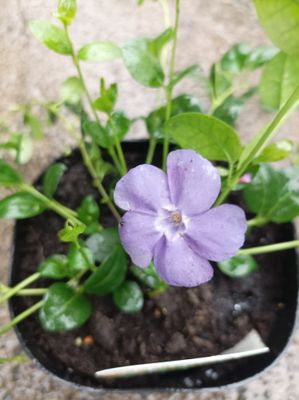 Vinca - minor Bowles Purple Mauve Fast growing carpet plant that flowers for months and remains evergreen. Thrives on neglect Extra Strong Pot Grown