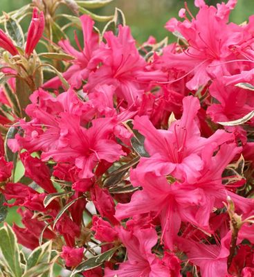 Azalea Japonica Silver Sword (Shadow) hardy dwarf evergreen shrub with deep pink flowers over colourful evergreen foliage. Good in pots or beds . Planting time is from now .