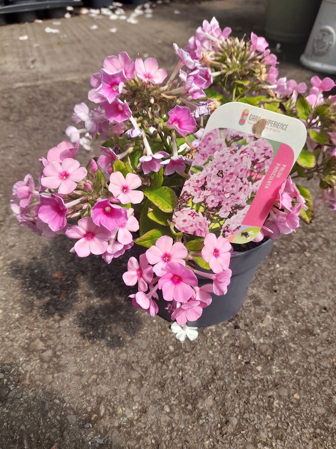 Phlox Paniculata Pink