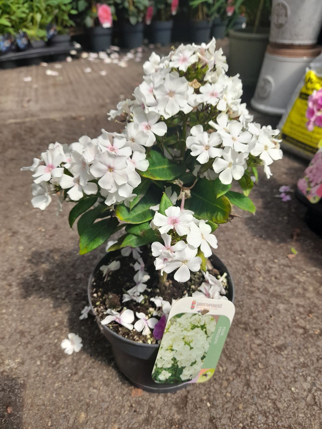 Phlox Paniculata White