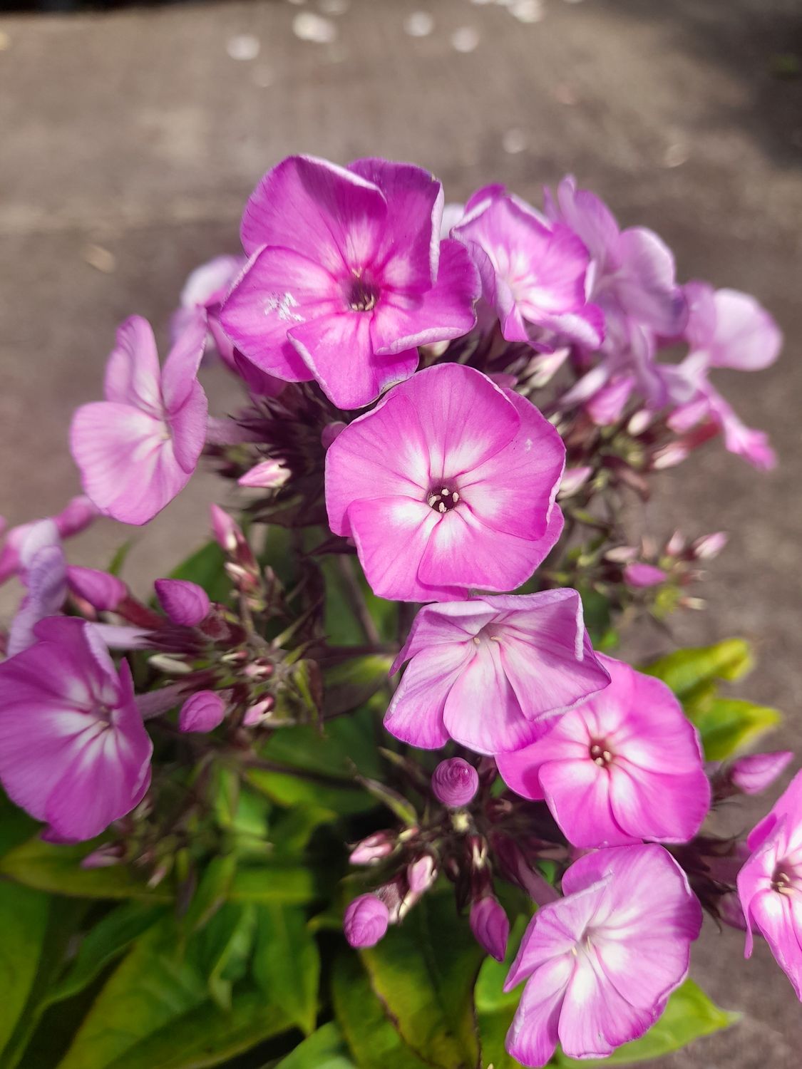 Phlox Paniculata Purple