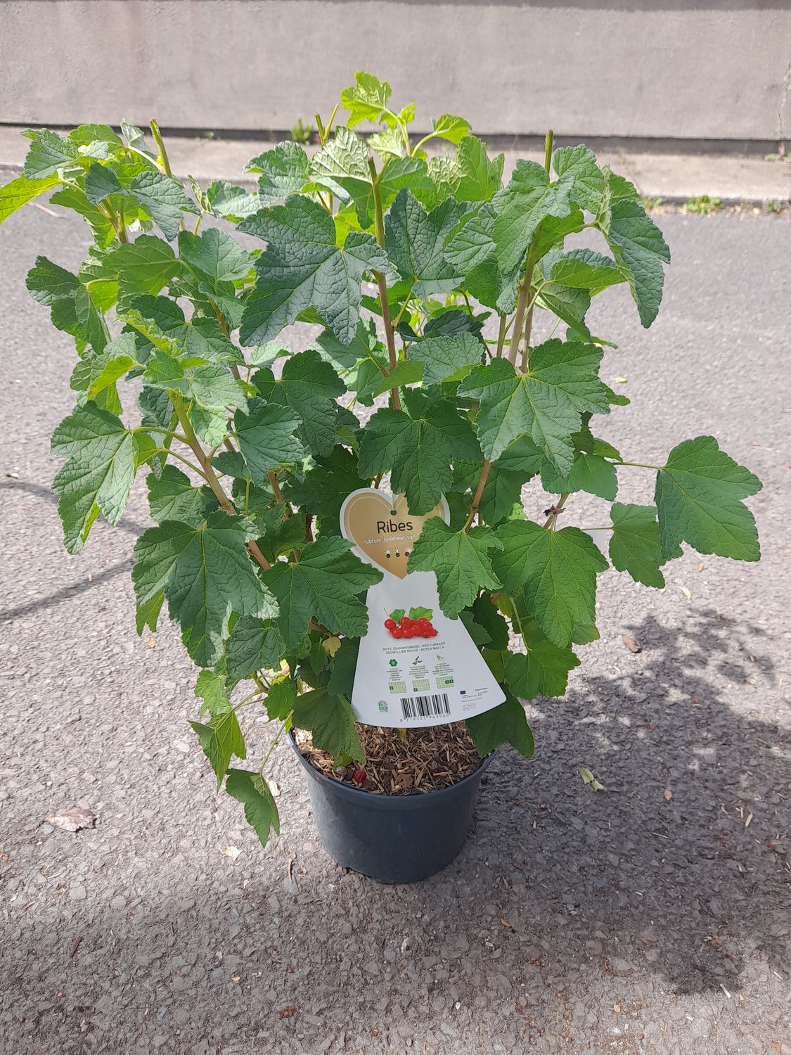 Redcurrent &#39;Jonkheer van Tets&#39; heavy crops of tasty shiny fruit . Good in pots or beds Bushy Pot grown strong plants