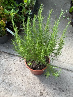 Rosemary Miss Jessop ..extra strong.. Upright rosemary, a reliable variety. Strong, established, pot grown plants.