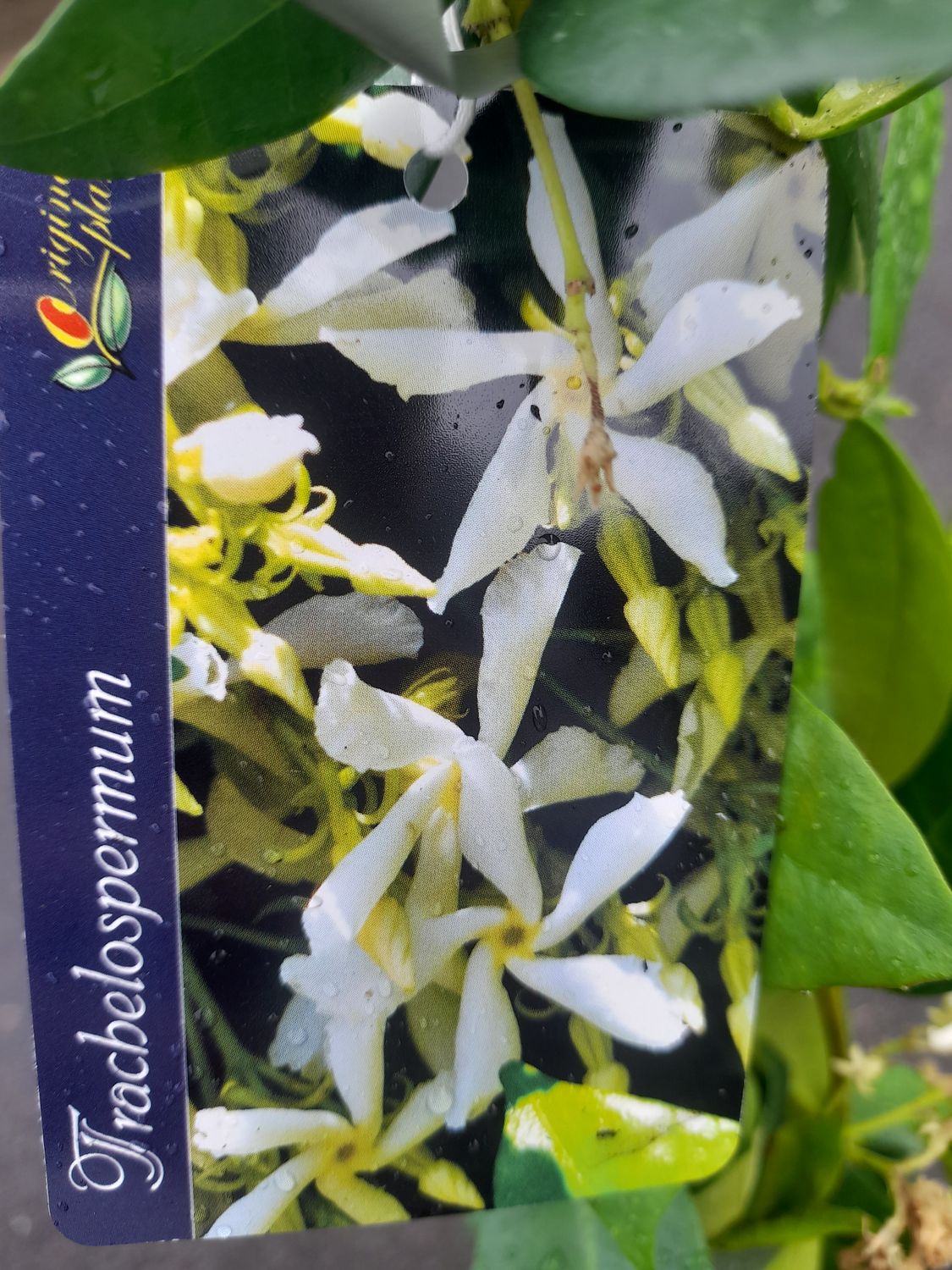 STAR JASMINE.. Trachelospermum Jasminoides.. climbing jasmine with dark leaves &amp; fragrant white flowers