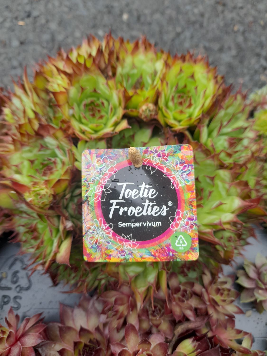 Sempervivum &#39;Toetie Froetie&#39;