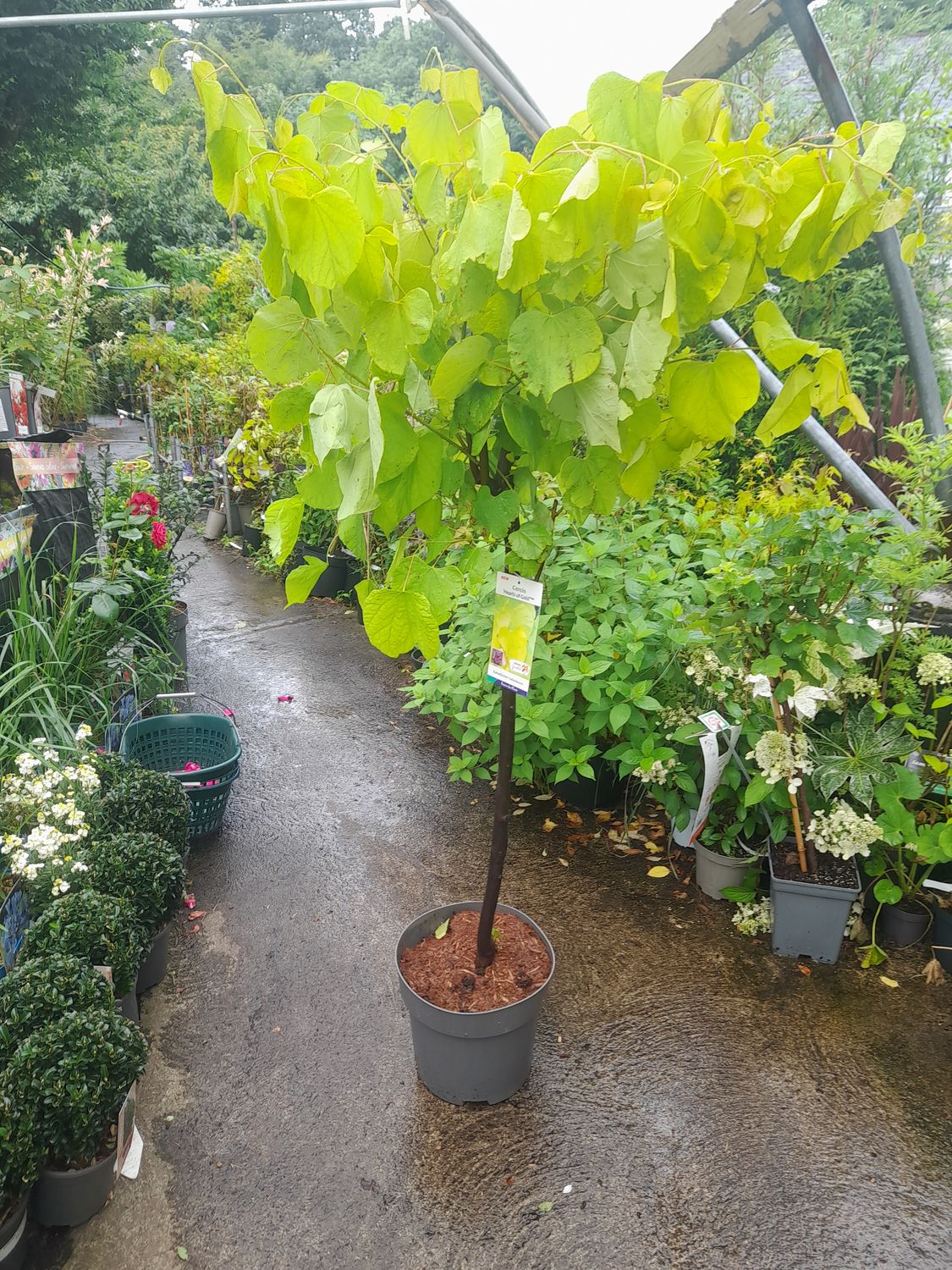 &#39;HEART OF GOLD&#39; Cercis tree.. gold foliage turning yellow/green with pink-purple flowers in early spring