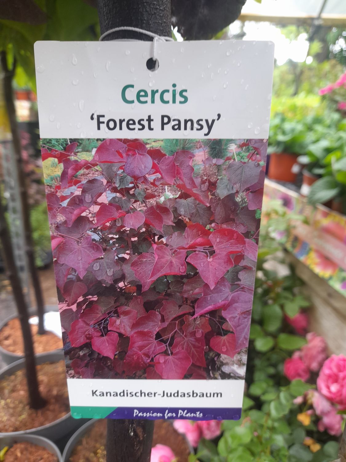 CERCIS FOREST PANSY tree.. lovely red-purple foliage turning orange/bronze