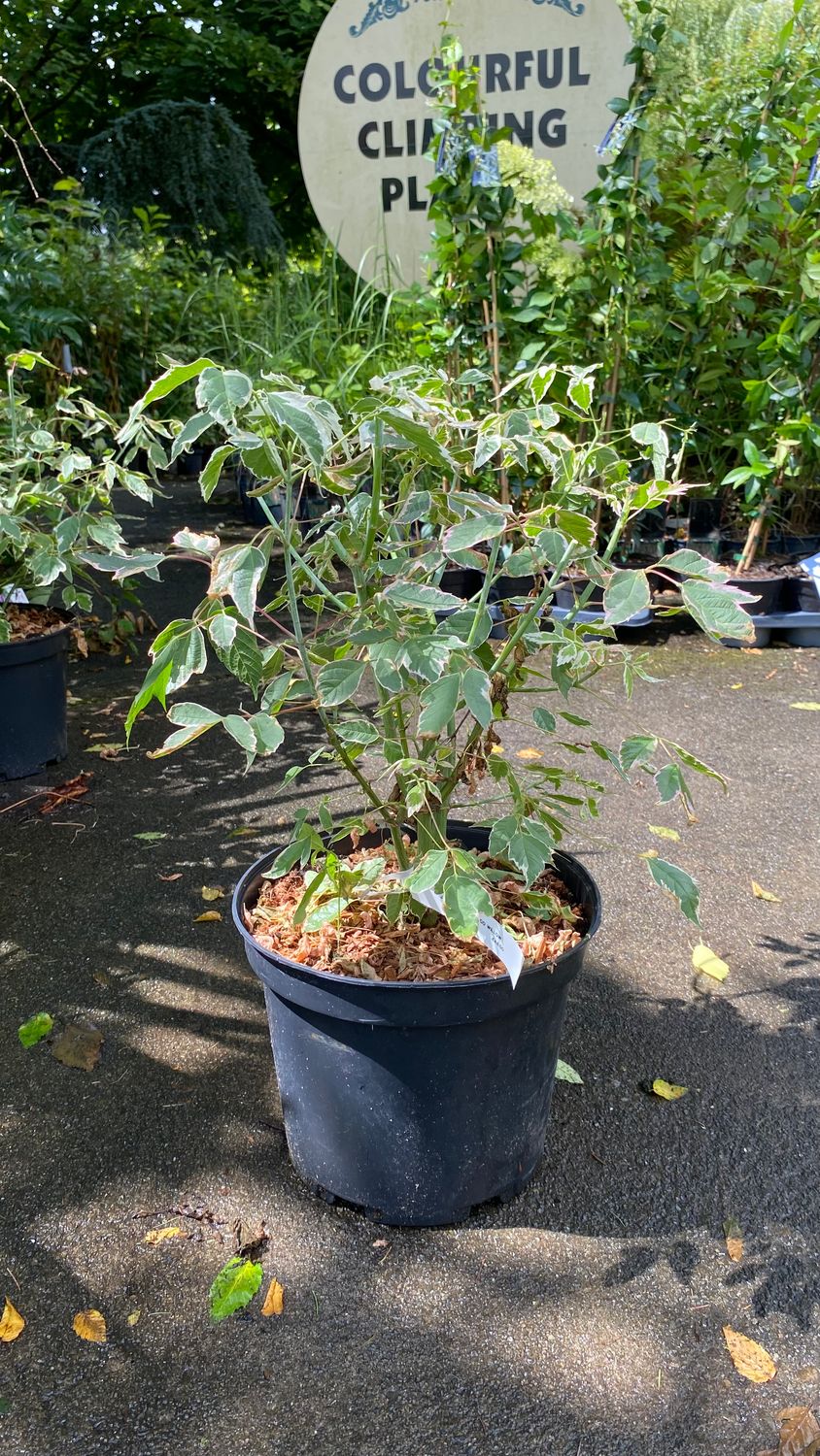 Japanese flamingo Willow Bush