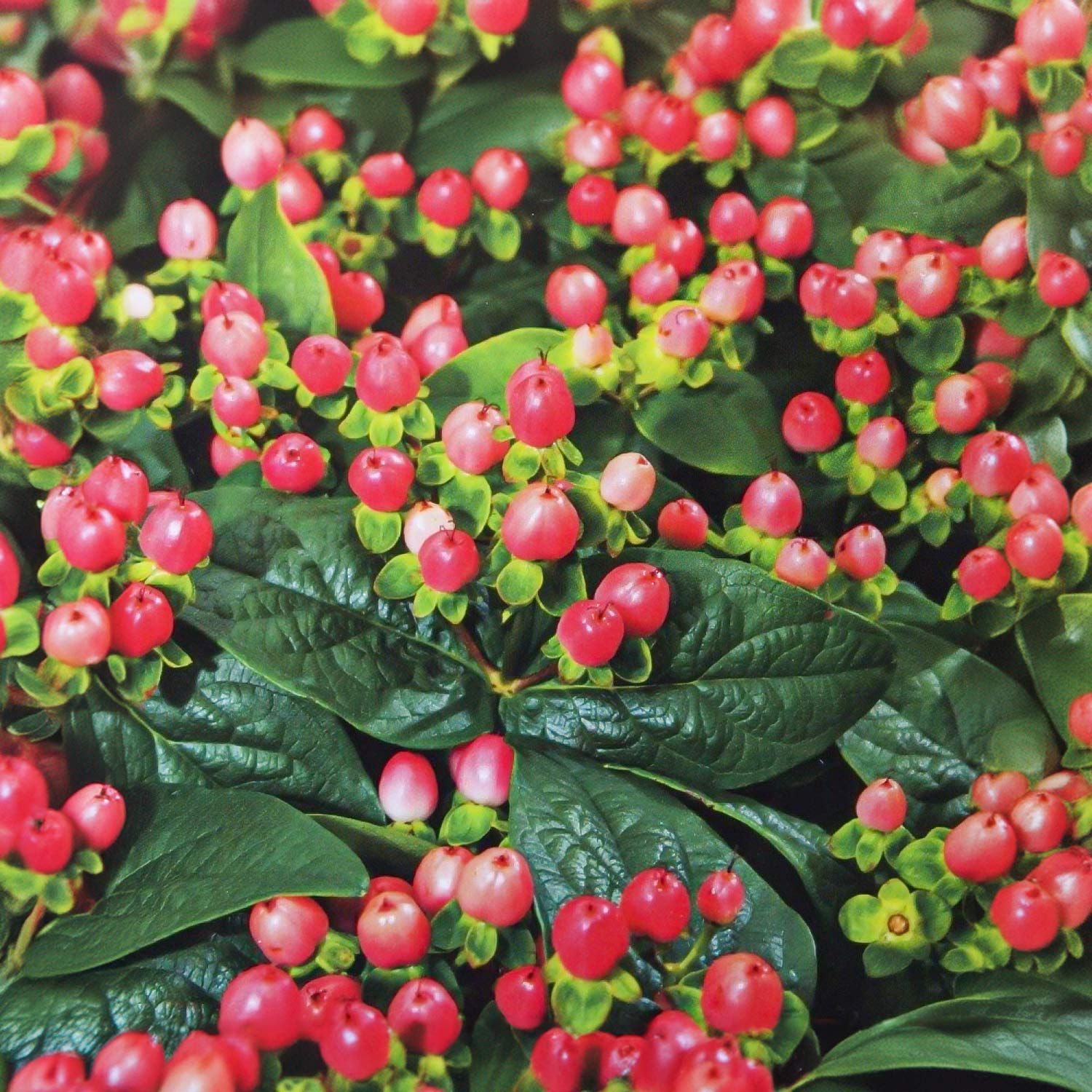 Hypericum &#39;Miracle Blossom&#39;