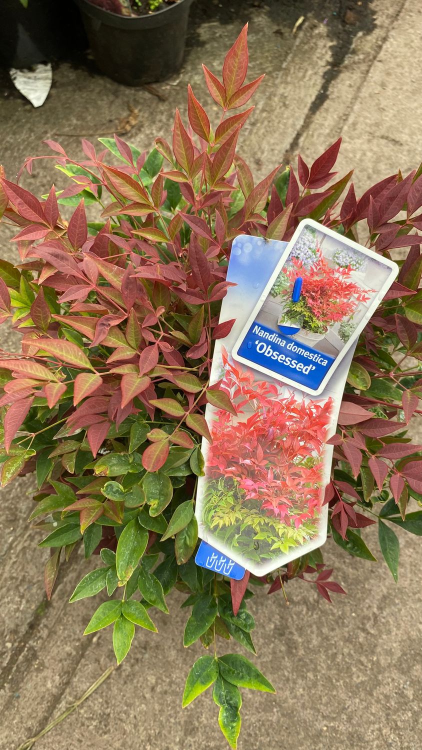 Nandina &#39;Obsessed&#39;
