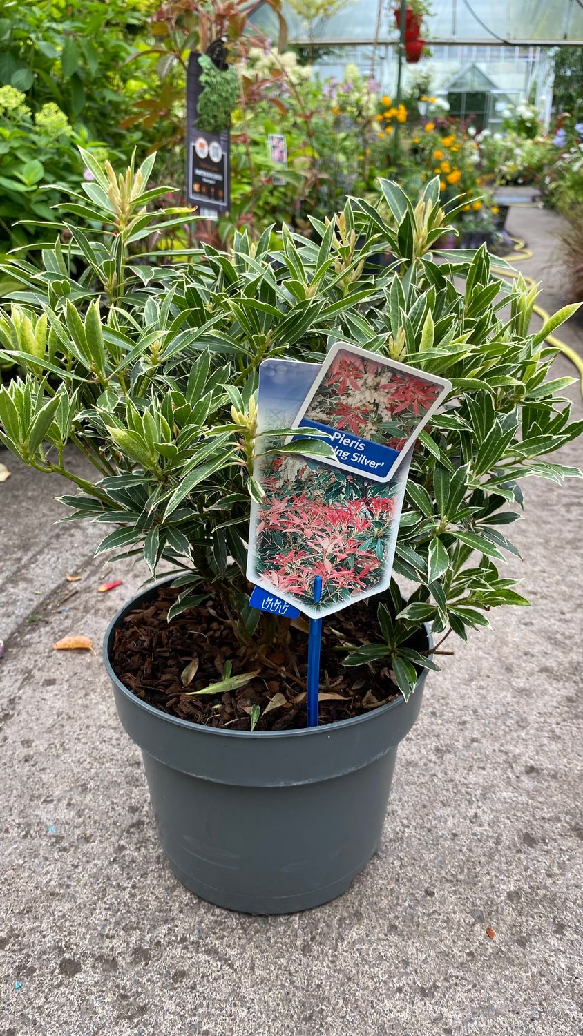 Pieris Flaming Silver