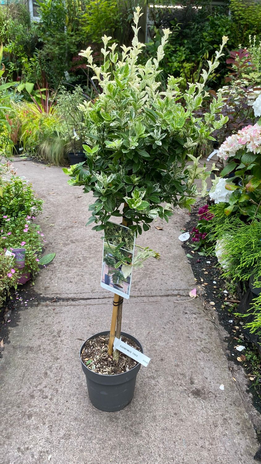 MINI EVERGREEN TREE for pots or beds . EUONYMUS HARLEQUIN a mini evergreen tree with foliage cream and green . Excellent in pots or beds . Winter hardy ,neat and looks colourful all year .