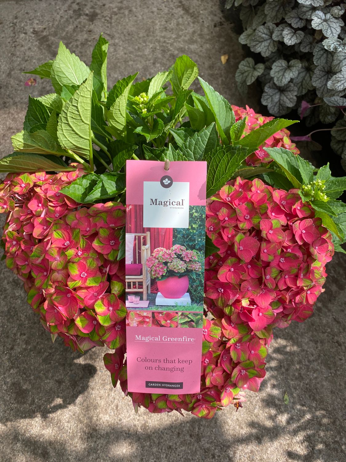Hydrangea magical Greenfire
