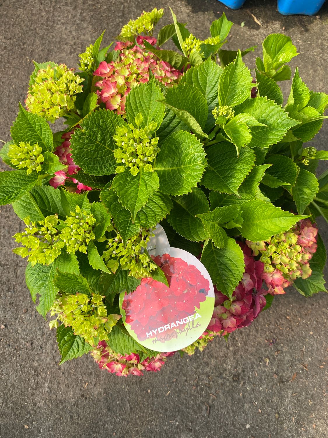 Hydrangea Mop Red