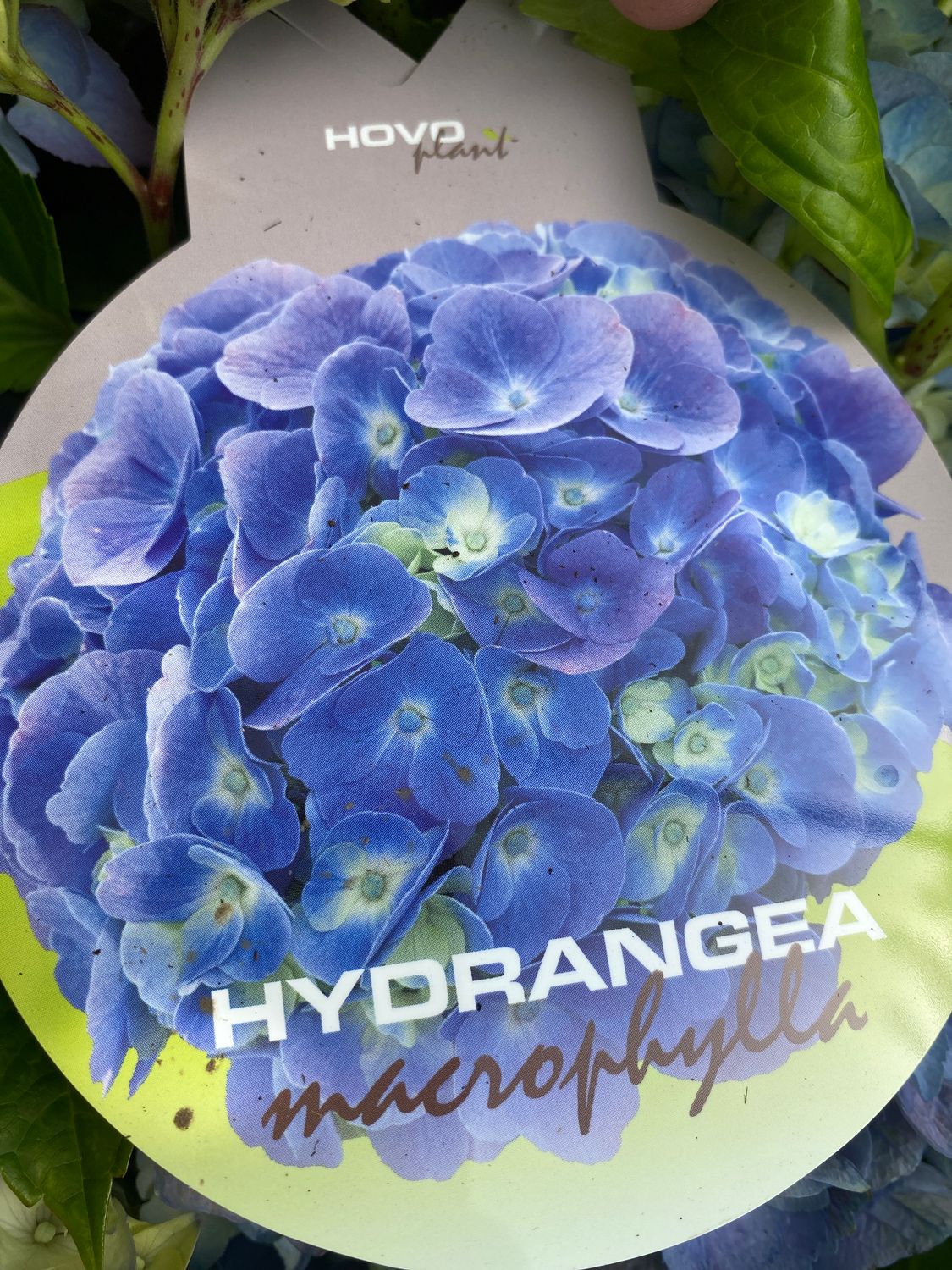 Hydrangea Mop Blue