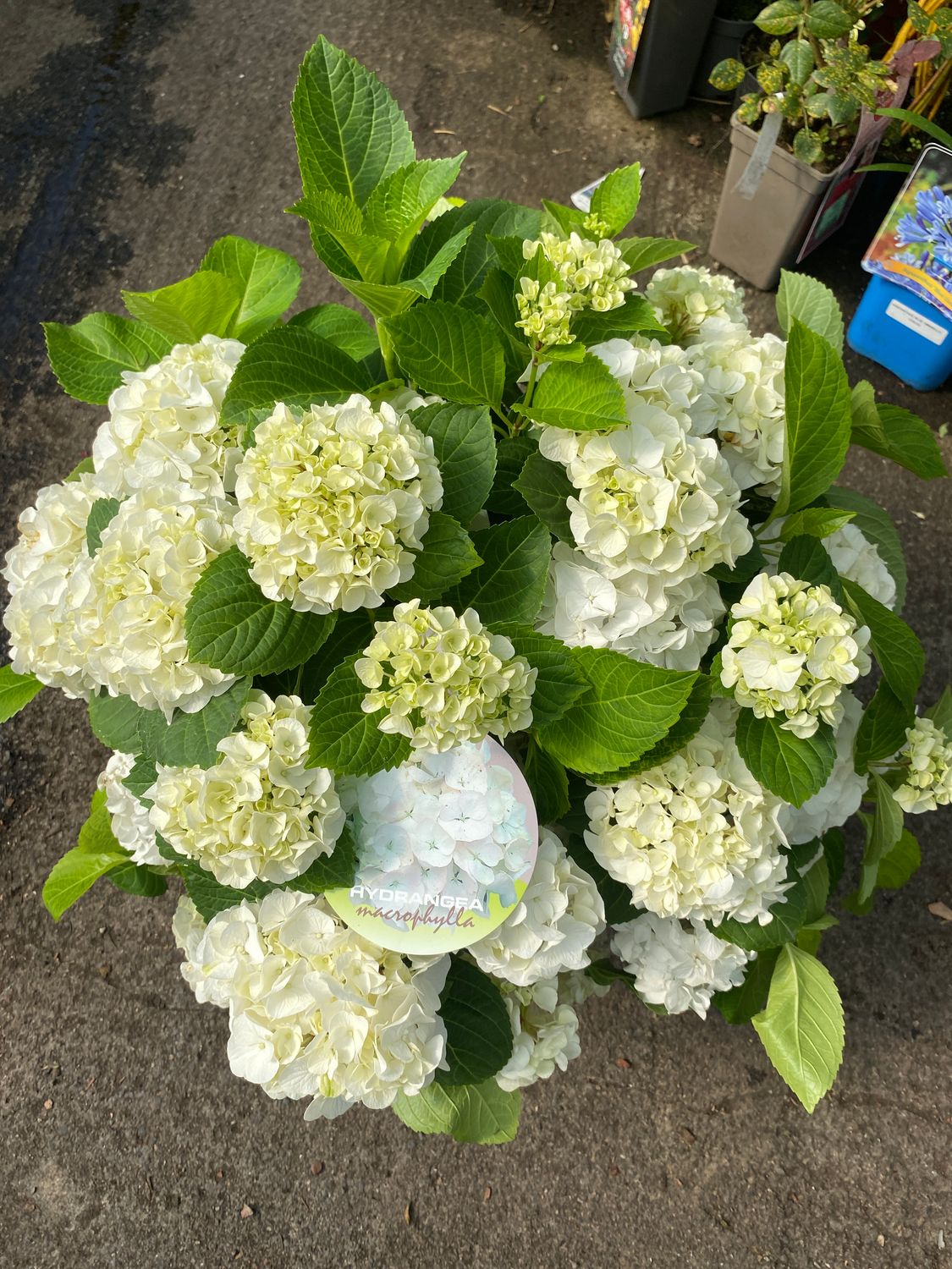 Hydrangea Mop White