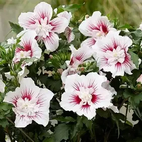 Standard Hibiscus &#39;Starburst Chiffon&#39;