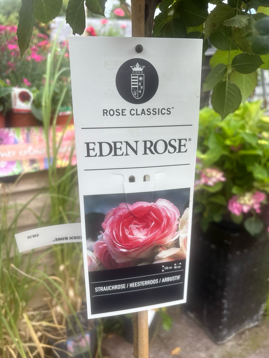 Standard Rose &#39;Eden&#39;