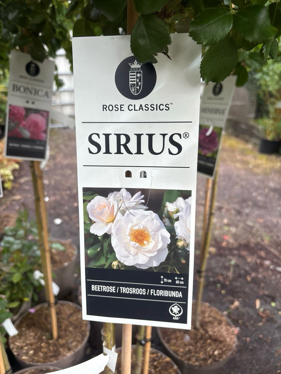 Standard Rose &#39;Sirius&#39;