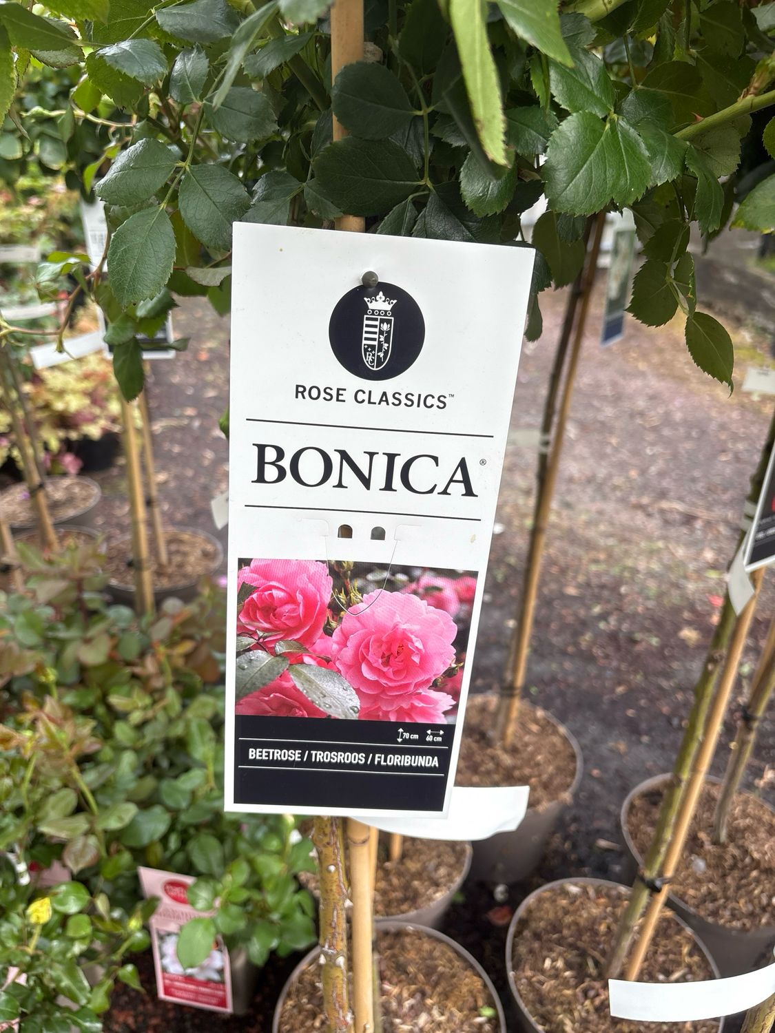 Standard Rose &#39;Bonica&#39;