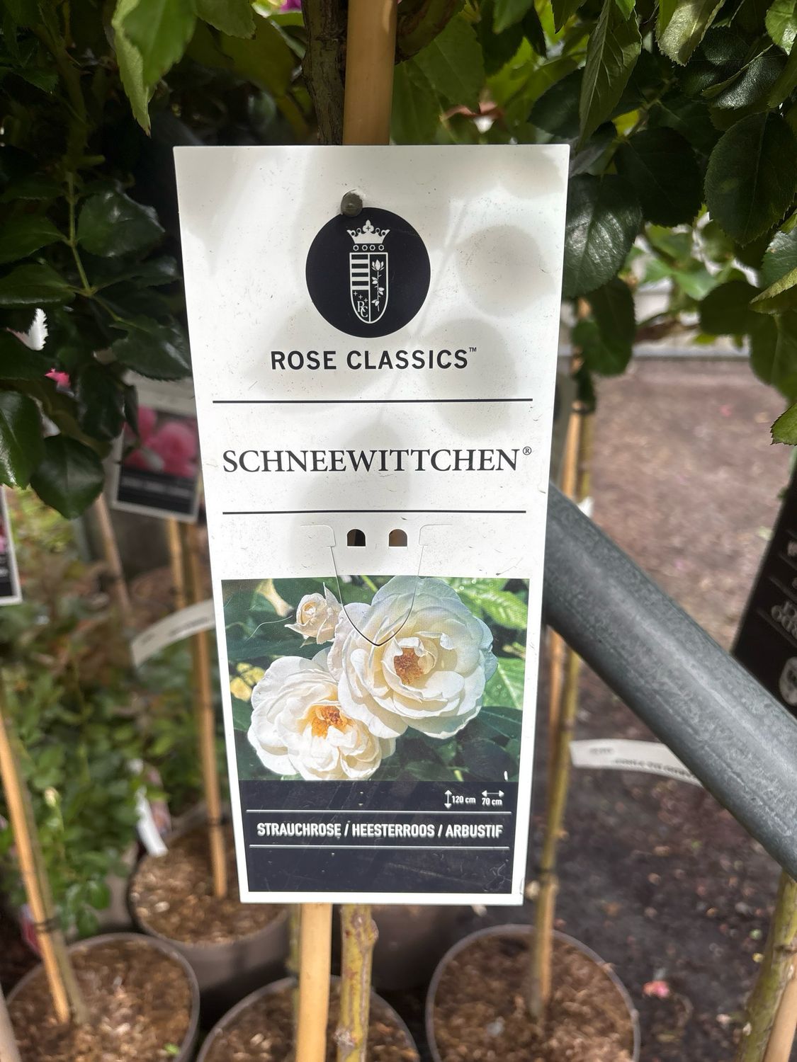 Standard Rose &#39;Snow White&#39;