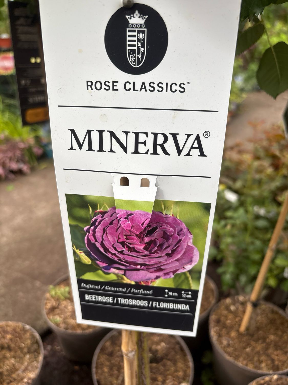 STANDARD TREE ROSE MINERVA .flowers are purple with a hint of blue and flower non stop from June until October .Loved by bees and pollinators . Plant in a sunny and free draining spot for best results
