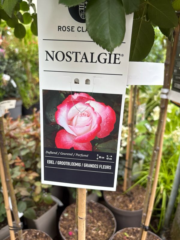 Standard Rose 'Nostalgia' Standard tree type rose on a stem. Flowers from June until October. Height on a stem approximately 1.2 Mt
