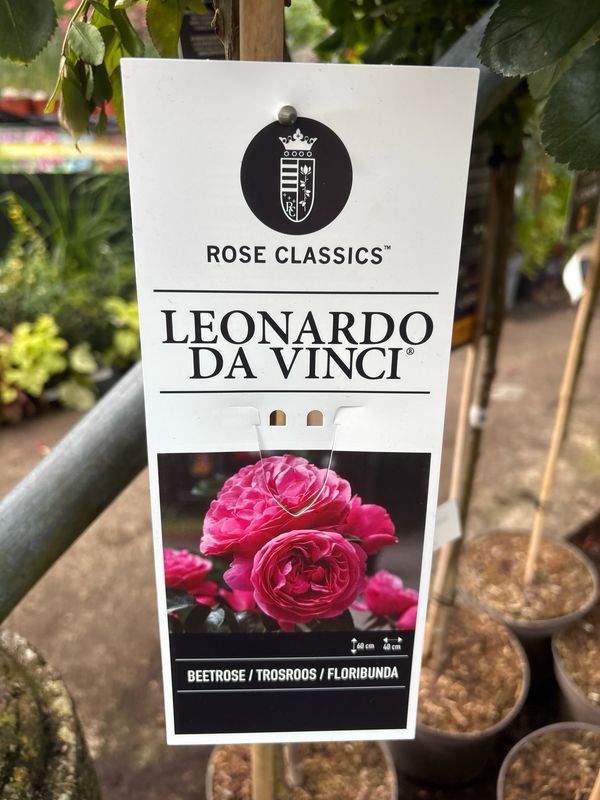 Standard Rose 'Leonardo da Vinci' Standard tree type rose on a stem. Deep pink double fragrant flowers from June until October. Good in pots or beds