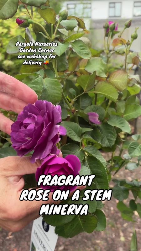 STANDARD TREE ROSE MINERVA .flowers are purple with a hint of blue and flower non stop from June until October .Loved by bees and pollinators . Plant in a sunny and free draining spot for best results