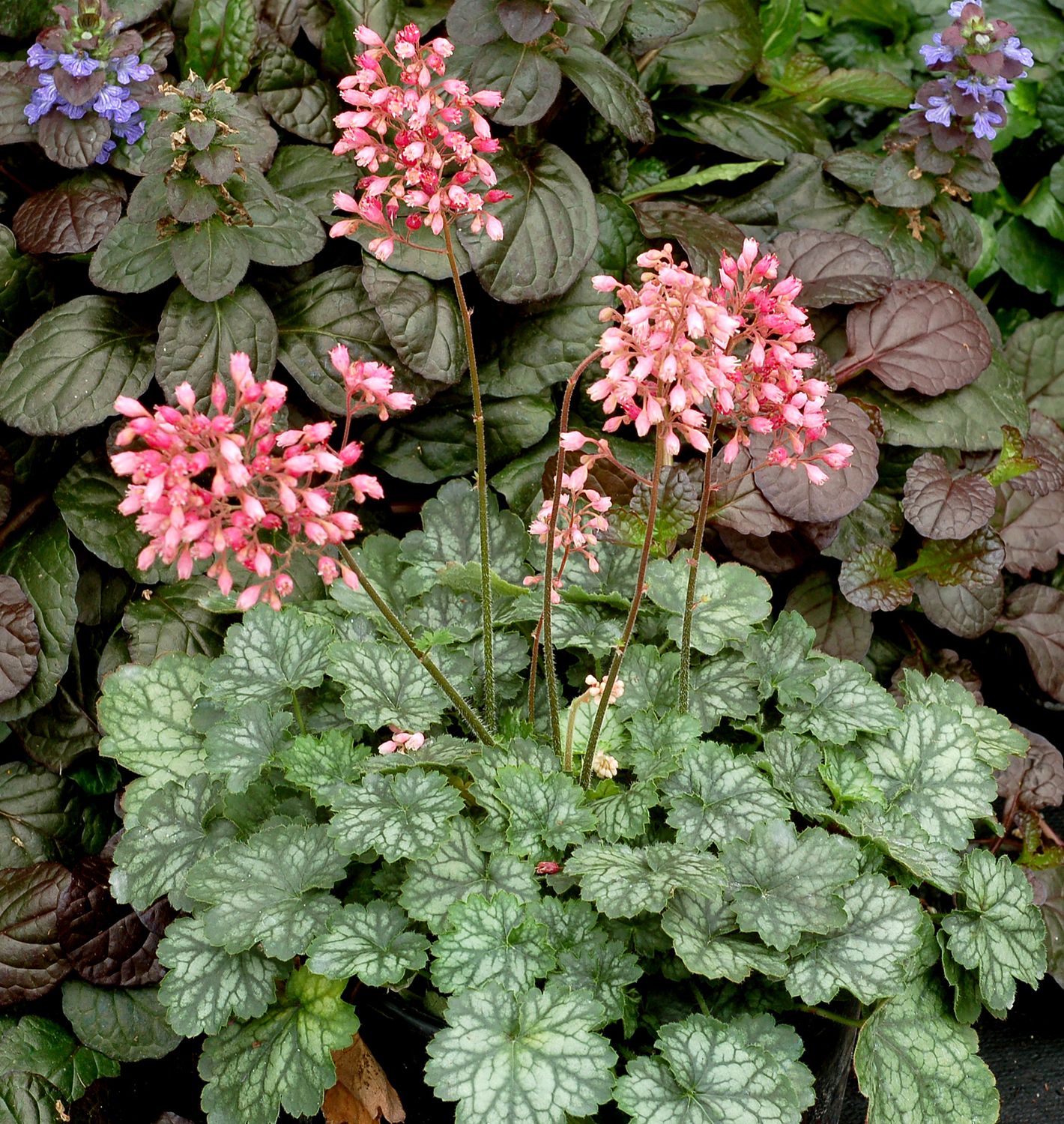 Heuchera Little Cutie Peppermint