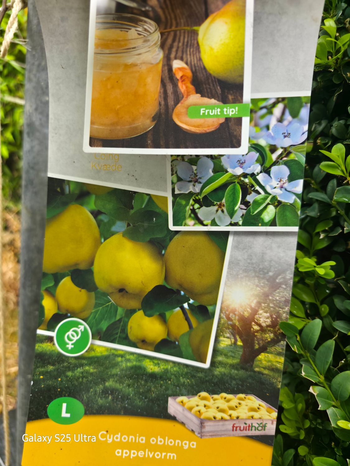 Quince Fruit Tree