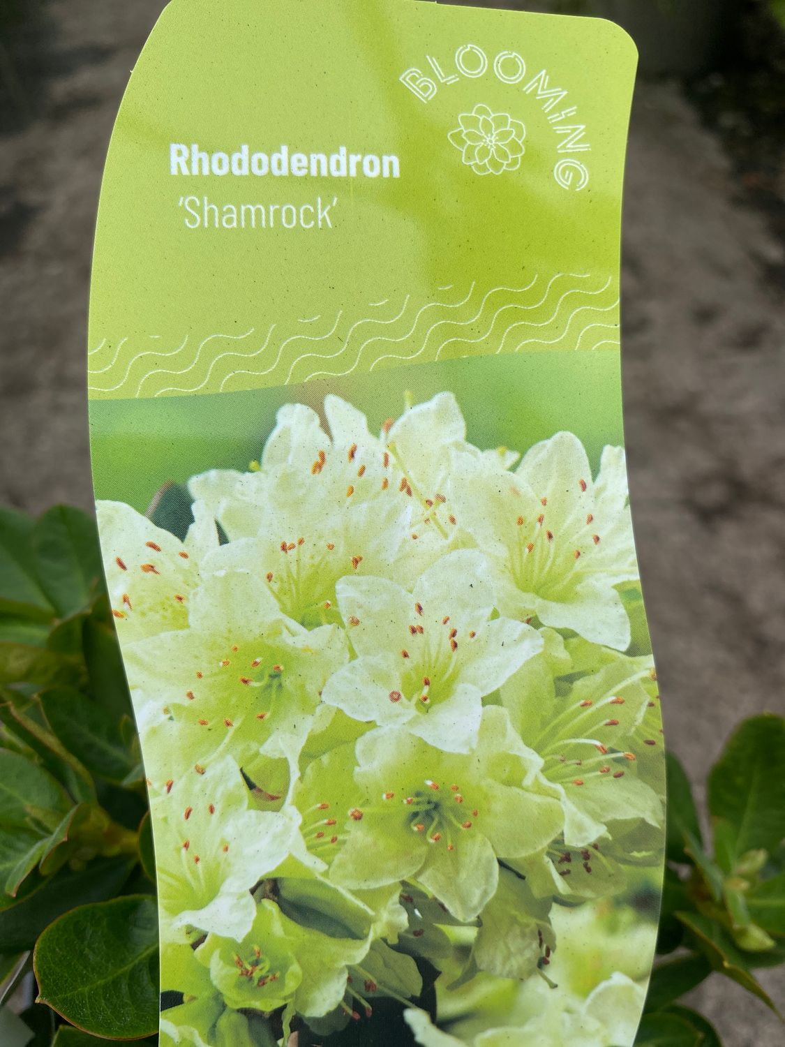 Rhododendron shamrock