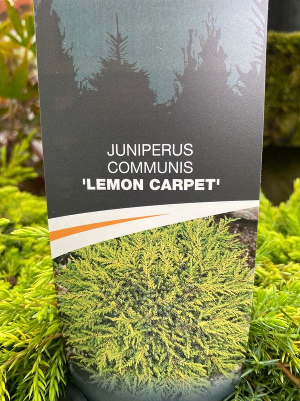 Juniper 'lemon Carpet'