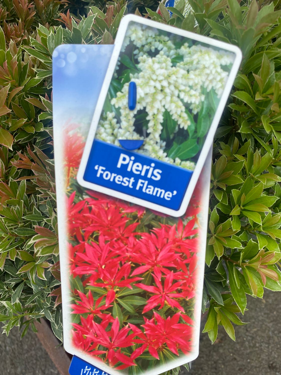 Pieris Forest Flame