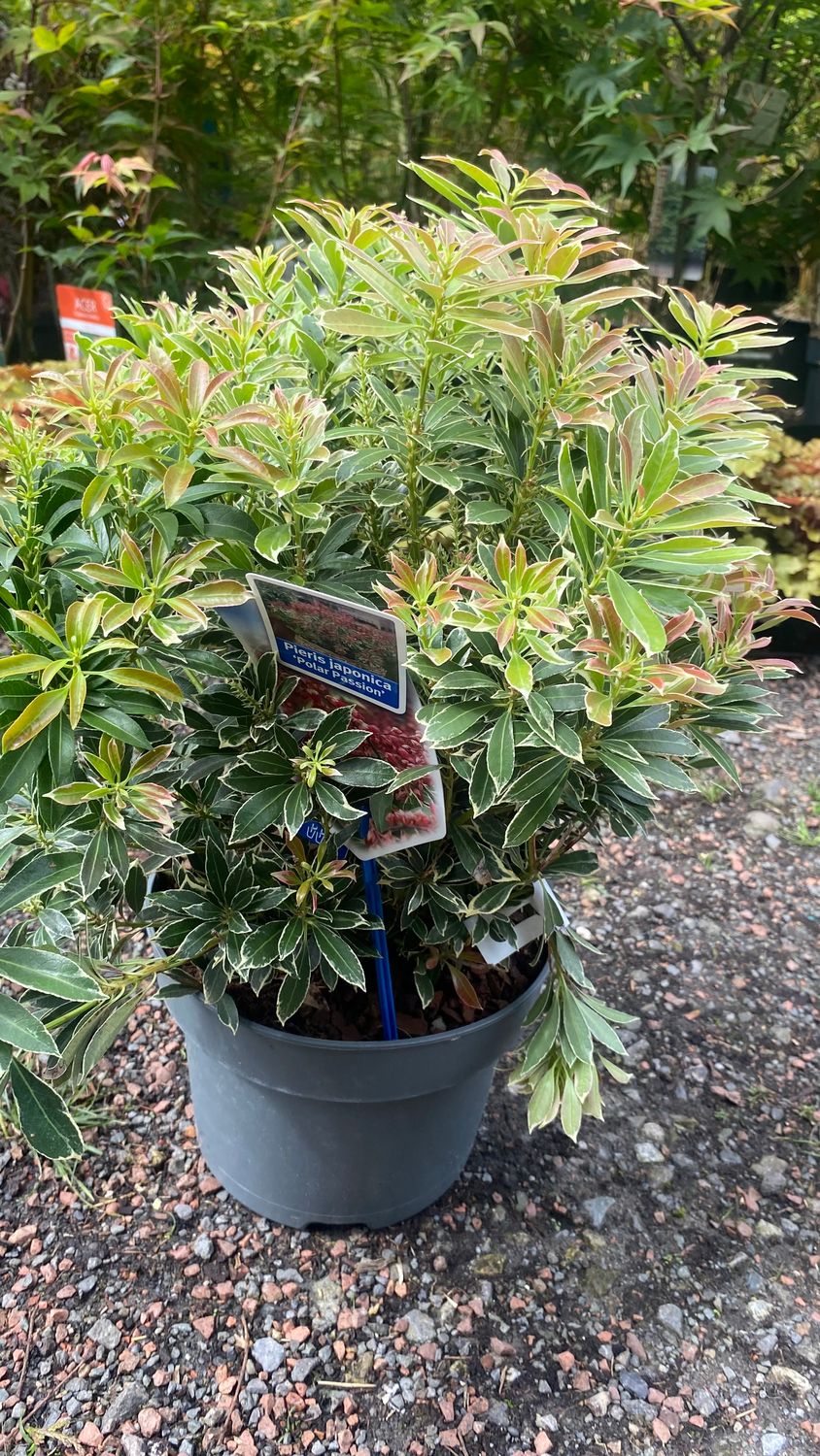 Pieris &#39;Polar Passion&#39;
