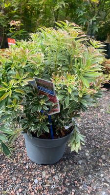 Pieris &#39;Polar Passion&#39;